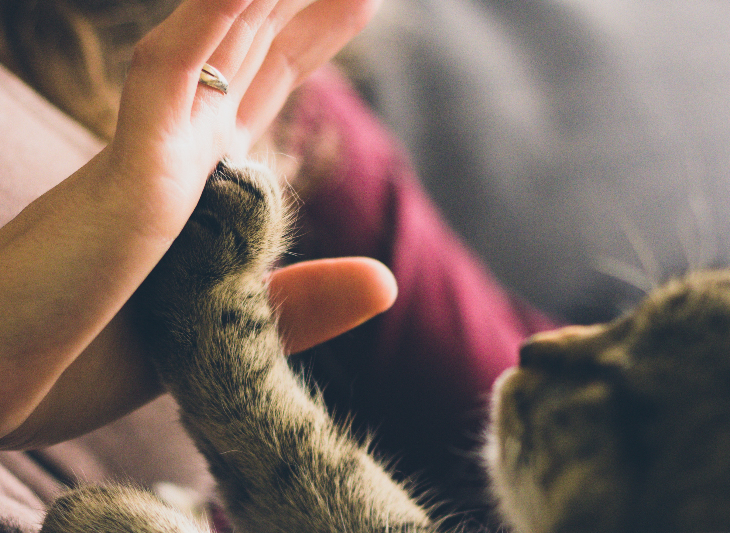 kitten giving a hi-five to owners palm