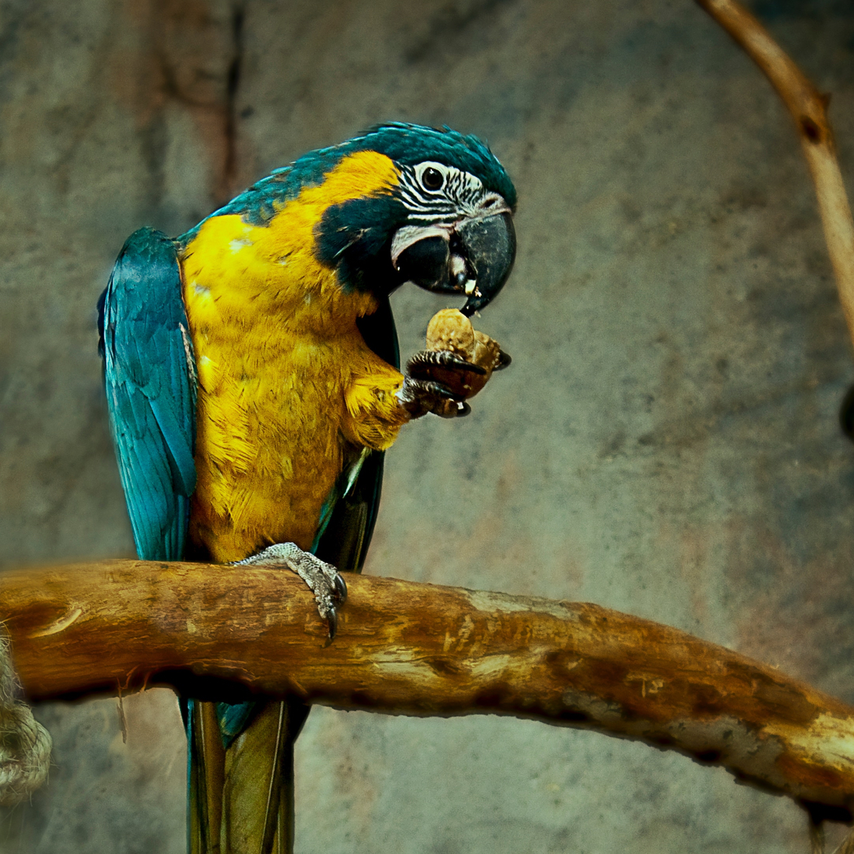 Blue/Yellow Macaw sitting on a tree branch eating food