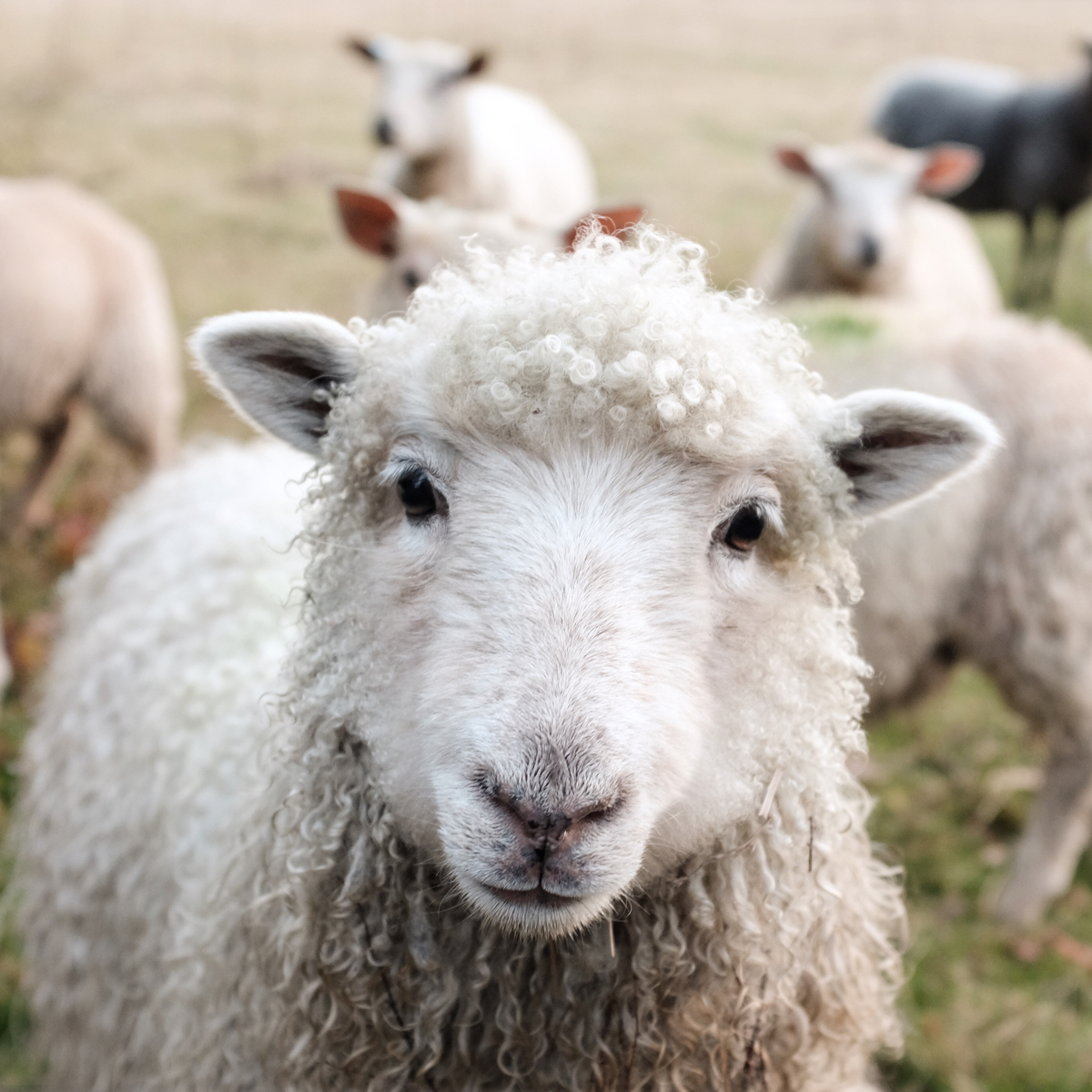 White sheep looking into the camera