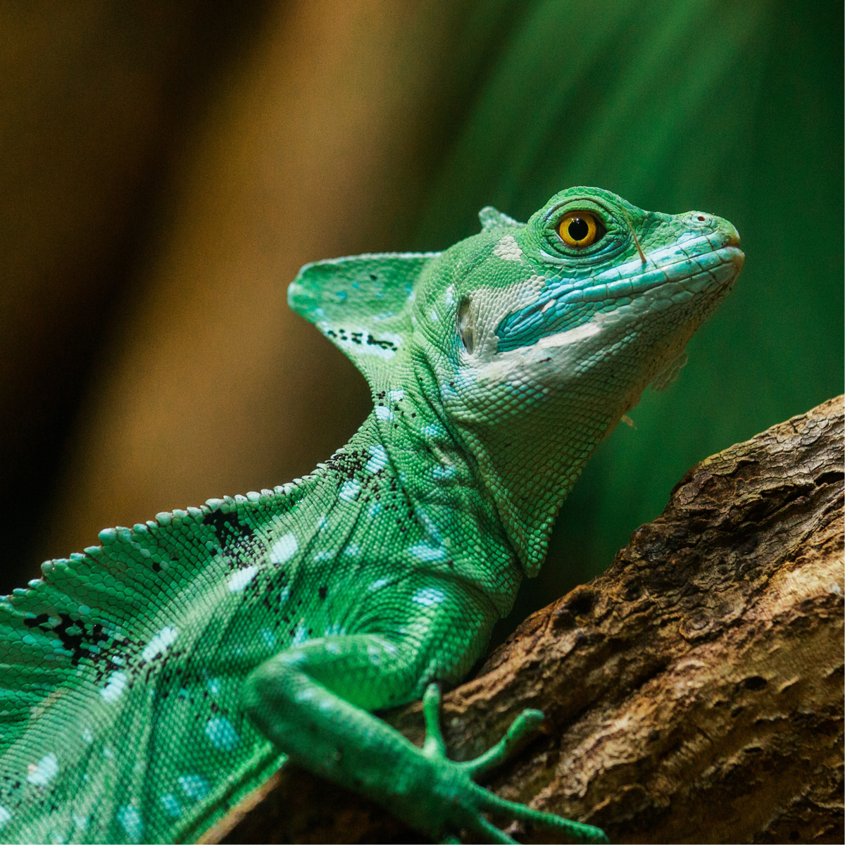 Green chameleon resting on a tree branch