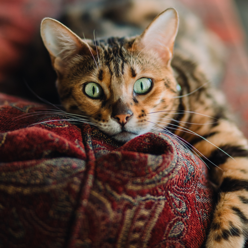 brown black striped cat with green eyes laying on a designed carpet