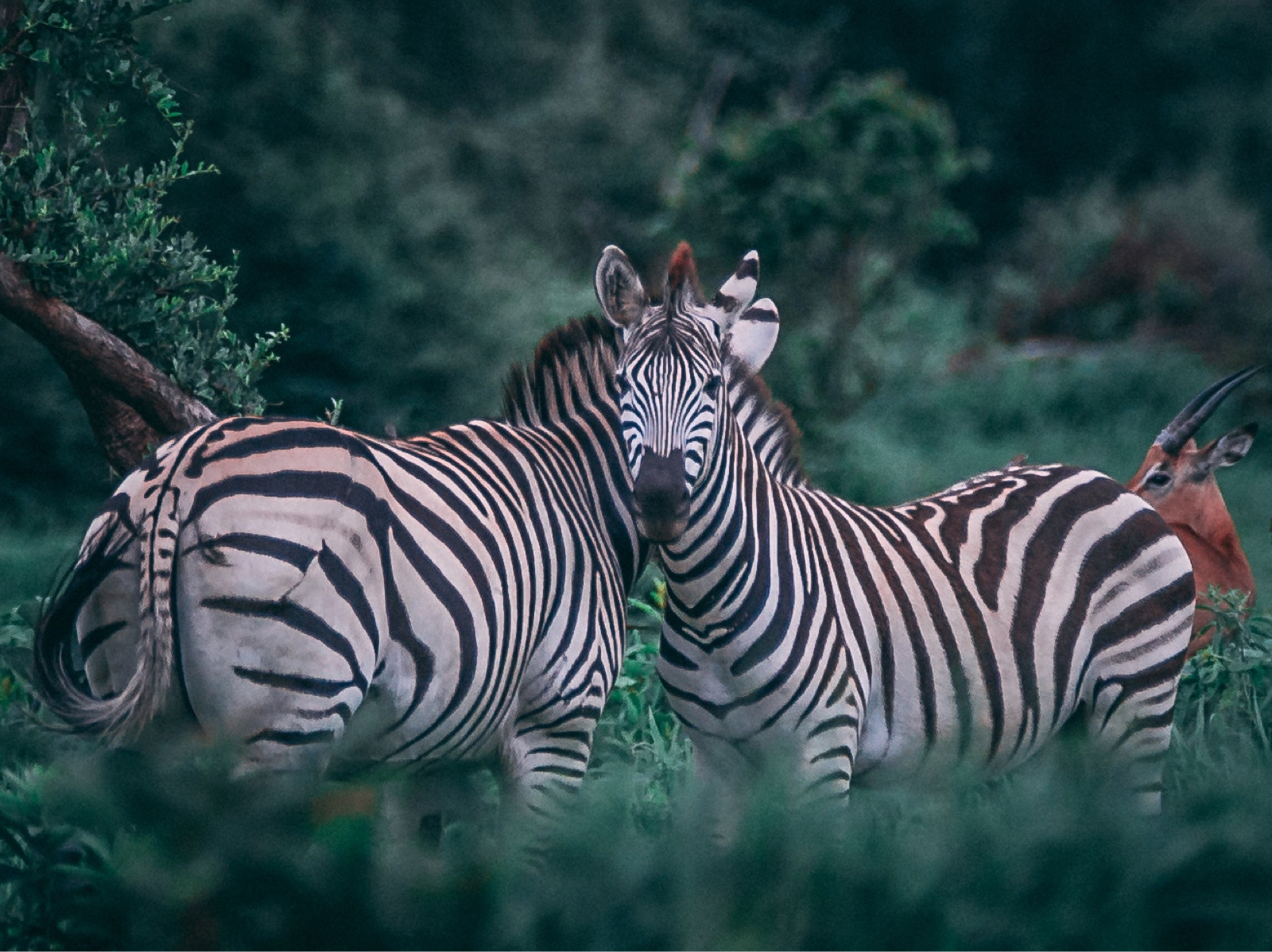 two zebras in natural habitat, surrounded by green trees and grass